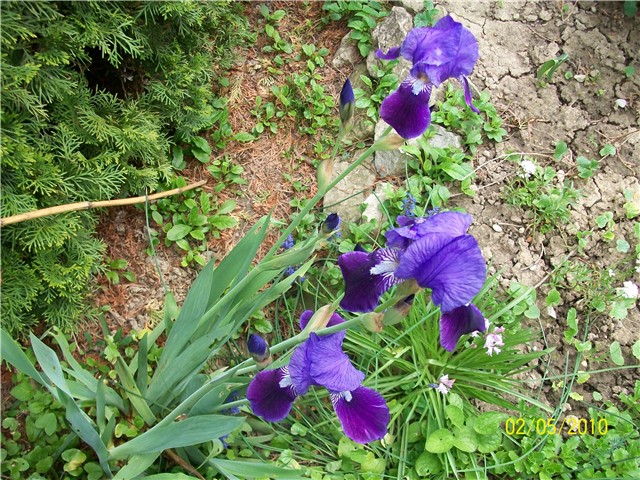 bradata perunika - lat iris